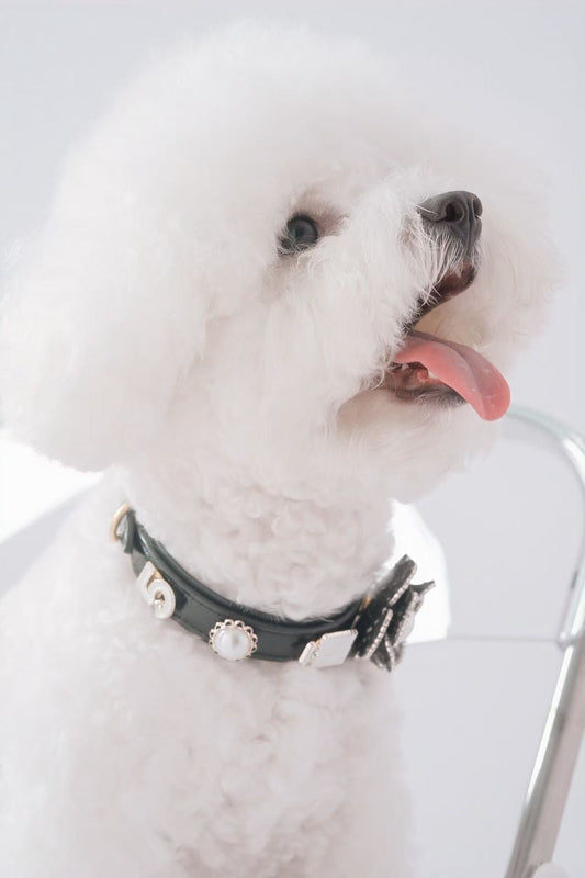 Classic Black Base Collar – Customizable & Chic