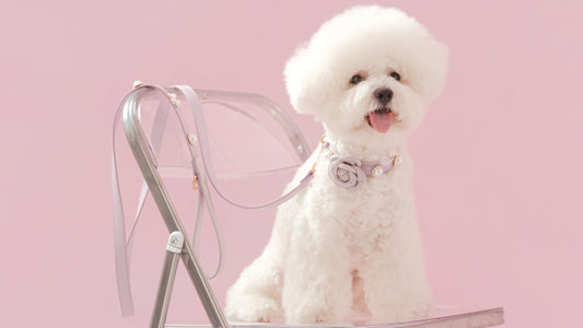 Tailory Customizable Eco-Friendly Leather Collar & Leash Set with Detachable  Charms